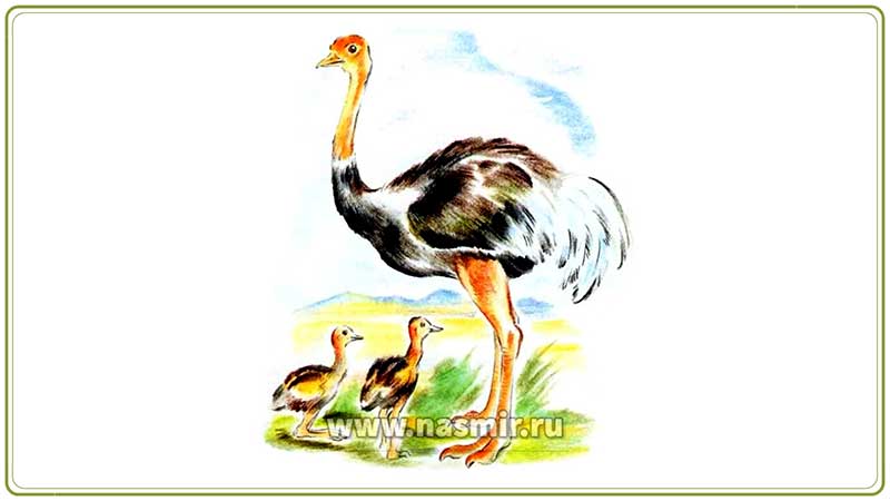 Африканские страусы — самые крупные птицы на Земле и самые заботливые родители.