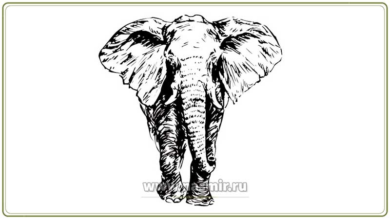 Уши слона выполняют защитную функцию.