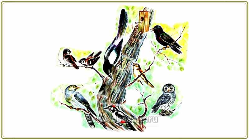 Птицы на дереве