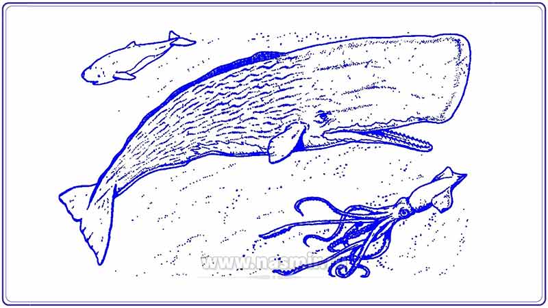 Шкура кашалота морщинистая и складчатая, в связи с чем среди англоязычных китобоев в прошлом бытовало её жаргонное название «чернослив».