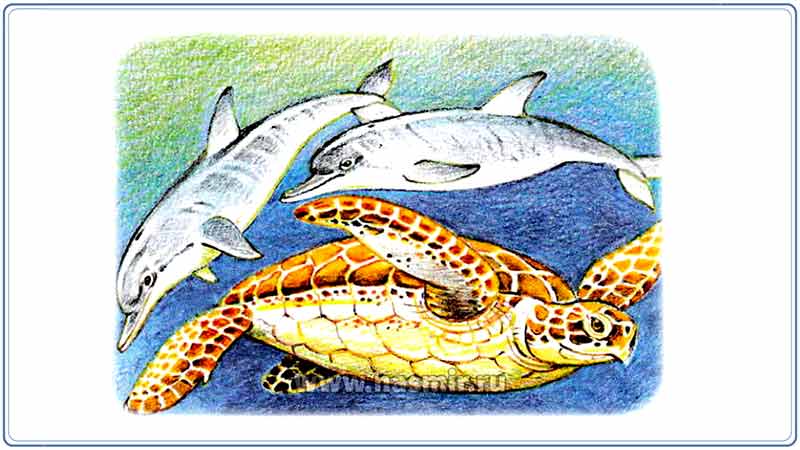 Большая морская черепаха и дельфины.