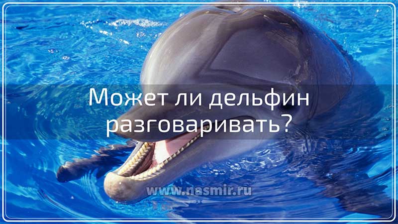 Может ли дельфин разговаривать? Как ни странно, но дельфины действительно имитируют человеческую речь.