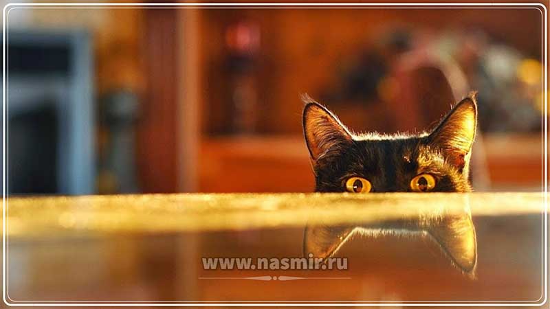 Располагаясь от человека на расстоянии, оптимальном для восприятия кошачьего глаза (1–6 метров), коты видят нас такими, какие мы есть, но в других цветах.