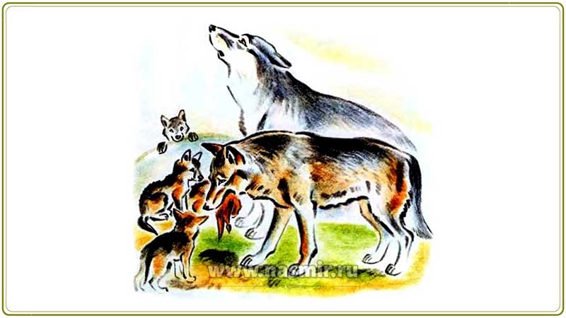 Вес новорождённого волчонка составляет около 500 г. В течение первых четырёх месяцев после рождения волчата увеличивают свой вес примерно в 25-30 раз.