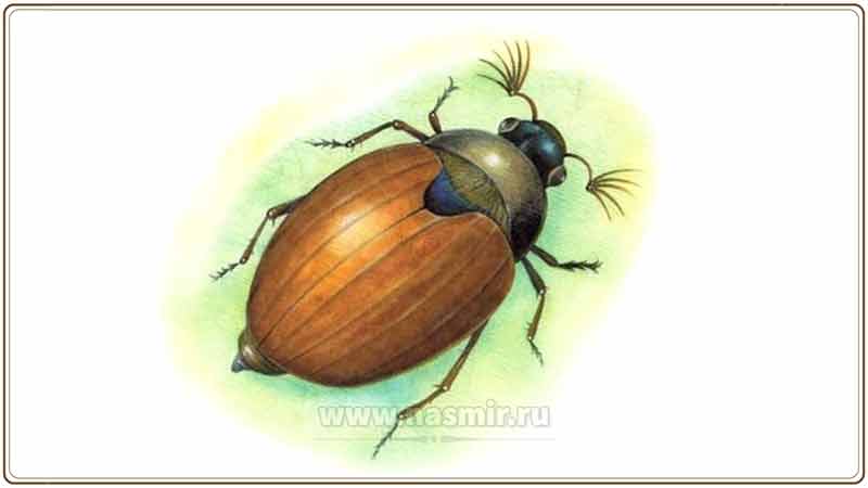 Скорость полёта майского жука примерно 8-10 киллометров в час.