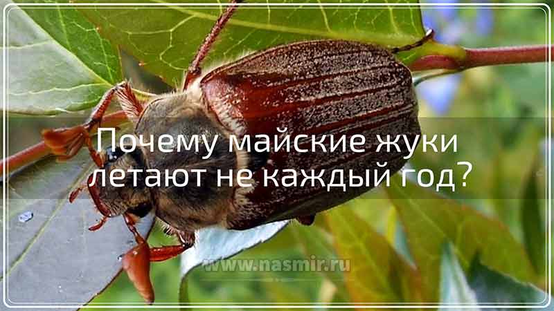 Почему майские жуки летают не каждый год? Дело в том, что личинки, из которых выводятся майские жуки, развиваются целых четыре года.