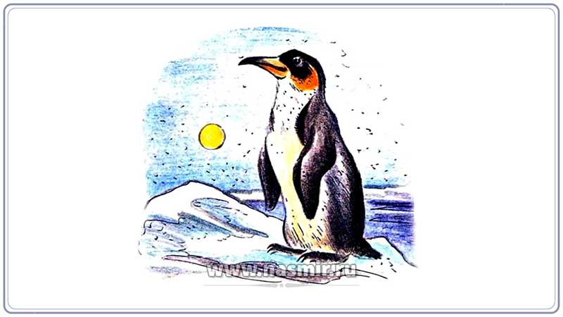 Оперение императорского пингвина на спине чёрное, а на груди белое, что делает его в воде менее заметным для врагов. Под шеей и на щеках у них жёлто-оранжевая окраска. Птенцы покрыты белым или серовато-белым пухом.