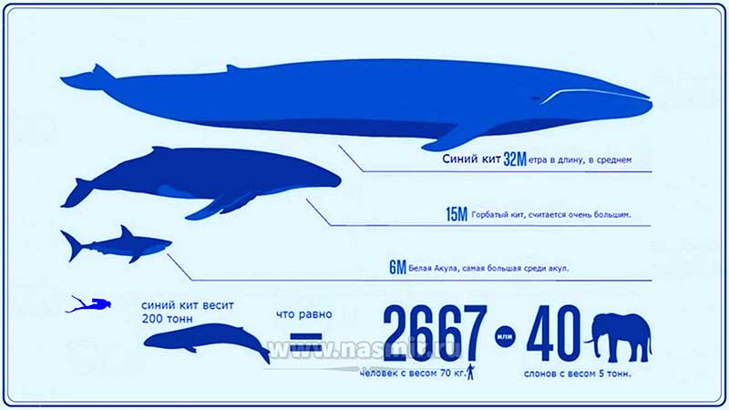 Синий кит в сравнении со среднестатистическим взрослым человеком и другими морскими обитателями.