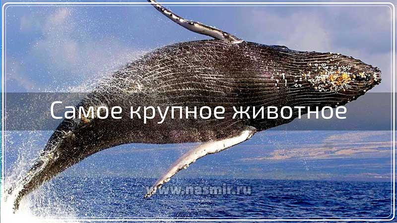 Синие киты – самые большие животные, когда-либо обитавшие на Земле.