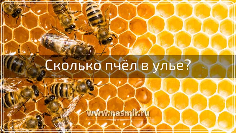Сколько пчёл в улье?