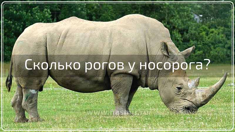 Сколько рогов у носорога? У носорогов хорошо развито обоняние: именно на него животные полагаются больше, чем на другие органы чувств.