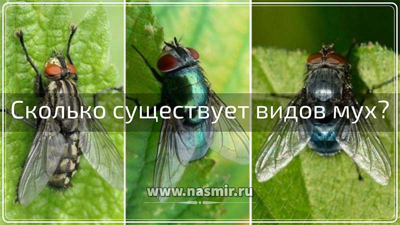 Сколько существует видов мух? Все двукрылые насекомые называются мухами, или по-научному «диптеры».