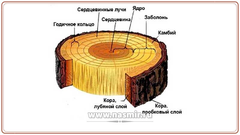 Кора покрывает дерево сплошным кольцом, внешняя её часть называется корковым слоем, а внутренняя — луб. Его функция состоит в проводе воды и органических веществ, вниз по стволу.