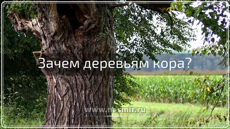 Зачем деревьям кора? Одна из главных функций коры дерева заключается в том, что она защищает внутреннюю, более нежную часть дерева.