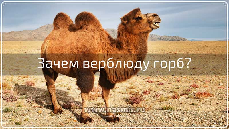Зачем верблюду горб — он является жировой «кладовой» верблюда и используется им во время путешествия.